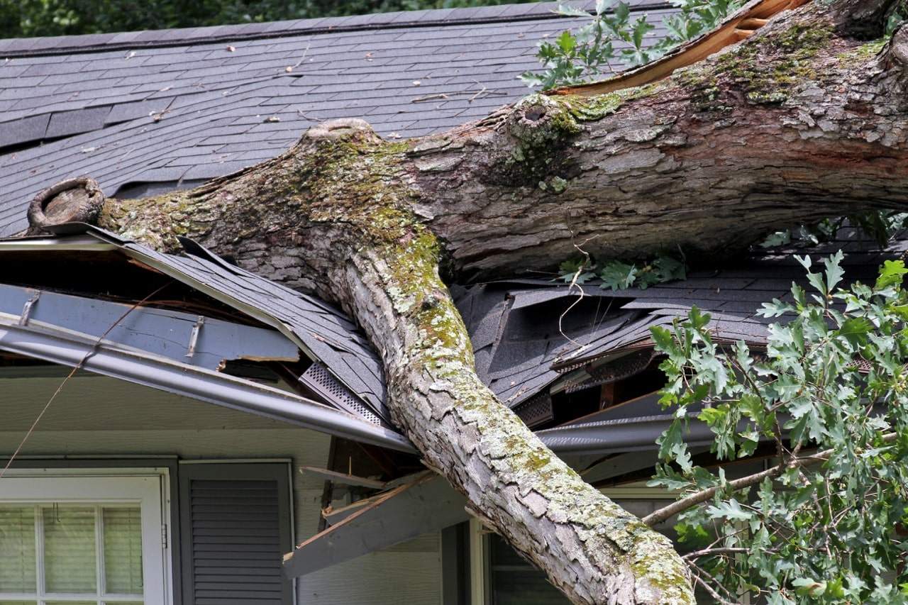 Fallen tree limb on a damaged shingle roof after a storm